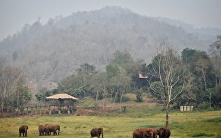 王星绑架案如何影响中国人赴泰国旅游意愿