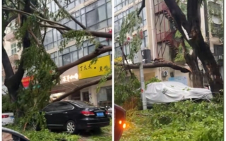 台风来袭 三亚路树倒伏 压损汽车砸伤市民