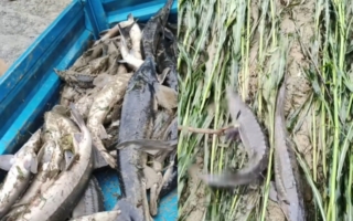 遵义一养殖基地遇河水倒灌 数万斤鲟鱼被冲走